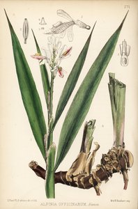 小高良姜，Alpinia officinarum。汉哈特根据伦敦罗伯特-本特利和亨利-特里门的《药用植物》中大卫-布莱尔的植物插图绘制的手工彩色石版画 作者 未知艺术家