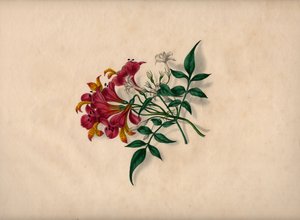百合（彩色雕刻） 作者 不明