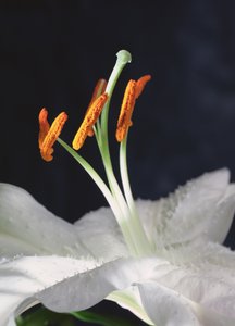 莉莉-斯塔门斯，2001 年（照片） 作者 未知艺术家