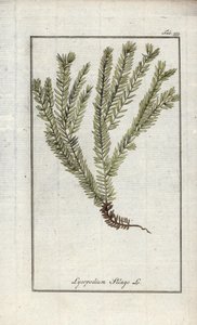 棒状番茄或药用番茄（Lycopodium clavatum）。约翰内斯-佐恩（Johannes Zorn，1739-1799 年）"Afbeelding der Artseny-Gewassen "中的石版画，荷兰 作者 未知艺术家