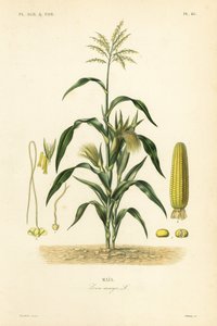 玉米，Zea mays, Mais 作者 不明