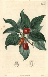 雄山茱萸，枝上有果实。C. Curtis 插图，Weddell 版画。柯蒂斯植物杂志》中的山茱萸，作者塞缪尔-柯蒂斯 作者 未知艺术家