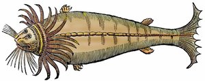 海洋生物，选自 "Paralipomena accuratissima historiae omnium animalium quae in voluminibus Aldrovandi desiderantur/Bartholomaeus Ambrosinus... summo labore collegit; Marcus Antonius Berna bibliopola bononiensis propriis sumptibus i "的木刻版画。 作者 未知艺术家