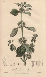 Marrubium vulgare（大叶黄杨）--威廉-克拉克为约翰-史蒂芬森和詹姆斯-莫尔斯-丘吉尔所著《医学植物学，伦敦、爱丁堡和都柏林药用植物描述》配图的浓水，由约翰-丘吉尔在伦敦出版。 作者 未知艺术家