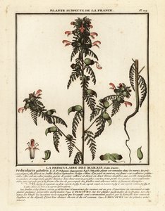 沼泽虱草，Pedicularis palustris。 作者 未知艺术家