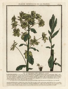 沼泽刺，Euphorbia palustris。 作者 未知艺术家
