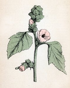 棉花糖（Althaea officinalis）（白锦葵）（棉花糖，沼泽锦葵）植物图版，摘自保罗-哈里奥特的《药用植物彩色图集》。 作者 未知艺术家