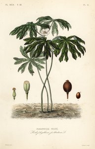 Mayapple 或美国曼德拉草、Podophyllum peltatum、Podophylle pelte 作者 不明
