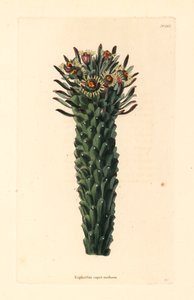 美杜莎的头，Euphorbia caput-medusae。乔治-库克（George Cooke）根据哈克尼康拉德-洛迪格斯（Conrad Loddiges）的植物橱窗绘制的手绘铜版画 作者 未知艺术家