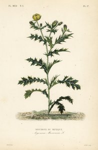 墨西哥罂粟或花蓟, Argemone mexicana, Argemone du Mexique 作者 不明
