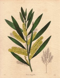 含羞草毛虫（Acacia longifolia），灌木，叶片宿存，高达 3 到 6 米，花序为长的柠檬黄色花序，非常芳香。原产于新荷兰（澳大利亚），1792 年引入英国。插图：R 作者 未知艺术家