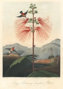 罗伯特-桑顿博士（1768-1837 年）的《花卉圣殿》中摘录的 "心灵或敏感的含羞草 "与 "蜂鸟强水"。 作者 未知艺术家