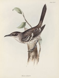 知更鸟，加拉帕戈斯群岛，约 1832-1836 年 作者 未知艺术家