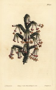 单子叶石楠，Erica monadelpha 作者 不明