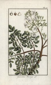 辣木（Moringa oleifera）。约翰内斯-佐恩（Johannes Zorn，1739-1799 年）"Afbeelding der Artseny-Gewassen "中的石版画，荷兰 作者 未知艺术家