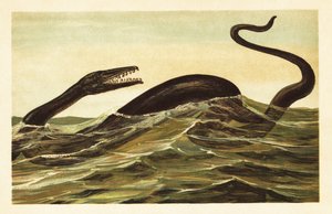 Mosasaurus hoffmannii，已灭绝的水生爬行动物，1908 年（石版画） 作者 未知艺术家