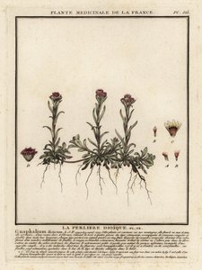 山永生，Antennaria dioica。 作者 未知艺术家