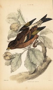 山雀或黑莓，Fringilla montifringilla.1889（雕刻） 作者 未知艺术家