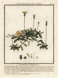 鼠耳鹰草，Pilosella officinarum。 作者 未知艺术家