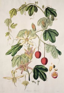 Murucuja baueri/西番莲/西番莲/西番莲 作者 不明