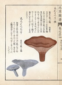 蘑菇：Akahatsu lacatire 和白色 shirohatsudake - 岩崎 Kanen（1786-1842 年）的日本版画，选自《Honzo Zufu》，药用植物图鉴 作者 未知艺术家