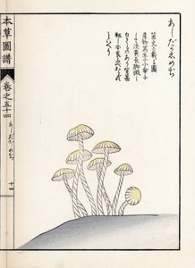 蘑菇：shimeji ashitaka - 日本版画，岩崎 Kanen Iwasaki（1786-1842 年）绘制，选自《Honzo Zufu》，药用植物图鉴 作者 未知艺术家