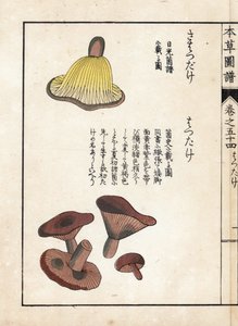 蘑菇：牛奶前体的品种（可食用）--岩崎 Kanen（1786-1842 年）的日本版画，选自《药用植物图鉴》（Honzo Zufu）。 作者 未知艺术家