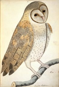 NHD-30 (9) 猫头鹰，拉丁文标题为 "Greater Pechaux"，出自东印度图书馆藏品第五卷，艺术家不详，画作上有 1796 年的水印 作者 未知艺术家