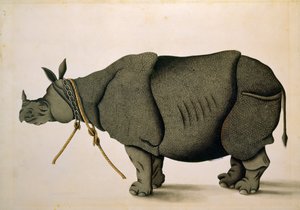 NHD-32 (47) 犀牛，可能来自弗朗西斯-布坎南收藏，约 1800 年，艺术家不详 作者 未知艺术家
