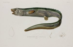 Natacanthus nasus，冰岛，19 世纪初 作者 未知艺术家