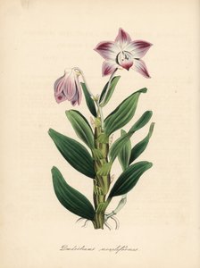 项链茎石斛兰或海芋兰，Dendrobium moniliforme。C. Chabot 的手绘彩色锌版画，由 M. A. Burnett 小姐根据她的 "Plantae Utiliores: or Illustrations of Useful Plants "绘制，Whittaker，伦敦 作者 未知艺术家