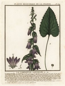 荨麻叶风铃草（Campanula trachelium）。 作者 未知艺术家