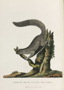 诺福克岛飞鼠》，澳大利亚，约 1788 年 作者 未知艺术家