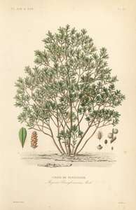 北杨梅，杨梅，pensylivanie 樱桃 作者 不明