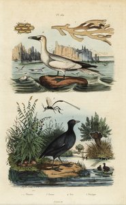 北方鲣鸟，Morus bassanus 4，红嘴鸥，Fulica rufifrons 5，Flustra foliacea海藻1,2，和Gasteruption蜂3 作者 不明