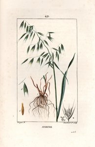 燕麦或拜占庭燕麦--兰伯特父子根据皮埃尔-让-弗朗索瓦-特平（1775-1840 年）的画作绘制的版画，摘自《花卉医学》，作者 Chaumeton、Poiret et Chamberet，巴黎，1830 年 - 燕麦，燕麦--小兰伯特根据皮埃尔-让-弗朗索瓦-特平（1775-1840 年）的画作绘制的版画 作者 未知艺术家