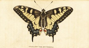旧世界燕尾，Papilio machaon，1800 年（雕刻） 作者 未知艺术家