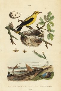 Oriole blackbird、Gymnomystax mexicanus、巢和蛋 3、巧克力 loricarid 装甲鲶鱼、Loricaria cataphracta 2 和松叶蜂、Neodiprion sertifer 1 作者 不明