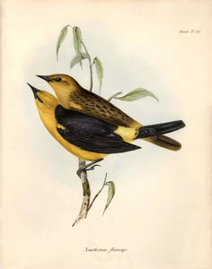 鸟类学查尔斯-达尔文在贝格尔号探险期间观察和描述的 "Certhidea olivacea" Geospize olive。图片选自 "比格尔号航程中的动物学"。飞行。III，约翰-古尔德描述的鸟类，并附有关于其 作者 未知艺术家