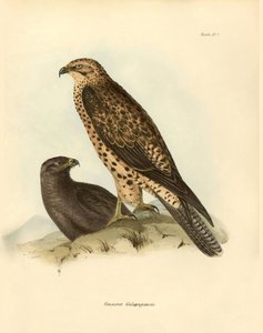 鸟类学查尔斯-达尔文（1809-1882 年）在贝格尔号探险期间描述的加拉帕戈斯的 "Craxirex Galapagoensis "鸟嘴。摘自 "约翰-古尔德描述的鸟类，以及查尔斯-达尔文对其习性的描述 "的图片 作者 未知艺术家