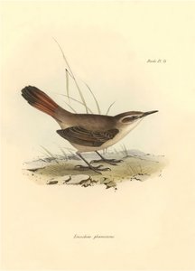 鸟类学查尔斯-达尔文在贝格尔号探险期间描述的 "Eremobius phoenicurus"。图片选自 "比格尔号航程中的动物学"。飞行。III，约翰-古尔德描述的鸟类，查尔斯-达尔文对其习性的介绍 作者 未知艺术家