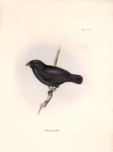 鸟类学查尔斯-达尔文（1809-1882 年）在贝格尔号探险期间观察到的一种鸟类 "Geospiza fortis 或 geospize a medium-beaked"。图片选自 "比格尔号航程中的动物学。飞行。III，乔描述的鸟类 作者 未知艺术家