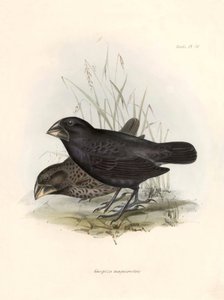 鸟类学查尔斯-达尔文（1809-1882 年）在贝格尔号探险期间观察到的一种鸟类 "Geospiza magnirostris 或 geospize a big beak"。图片选自 "比格尔号航程中的动物学。飞行。III, Birds described b 作者 未知艺术家