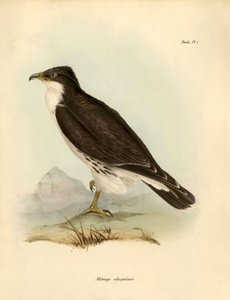鸟类学：查尔斯-达尔文（1809-1882 年）在贝格尔号探险期间描述的 "Milvago albogularis "或狞鸟。摘自 "约翰-古尔德描述的鸟类，以及查尔斯-达尔文对其习性的介绍 "的图片 作者 未知艺术家