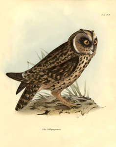 鸟类学：查尔斯-达尔文（1809-1882 年）在贝格尔号探险期间描述的 "Otus Galapagoensis "加拉帕戈斯猫头鹰。摘自 "约翰-古尔德描述的鸟类，以及查尔斯-达尔文对其习性的介绍 "的图片 作者 未知艺术家