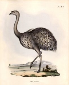 鸟类学查尔斯-达尔文（Charles Darwin）在贝格尔号探险期间观察和描述的 "Rhea Darwinii" Nandou de Darwin。图片选自 "贝格尔号航程中的动物学。飞行。III，约翰-古尔德描述的鸟类，以及它们的生活习性。 作者 未知艺术家