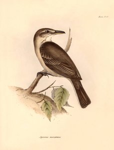 鸟类学：查尔斯-达尔文在贝格尔号探索之旅中描述的 "Agriornis micropterus "或阿根廷高脚鸟。图片选自 "1832 年至 1832 年菲茨罗伊船长指挥比格尔号航行的动物学"。 作者 未知艺术家