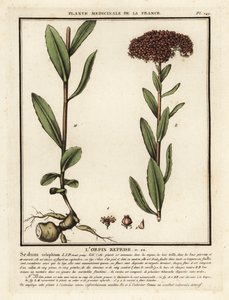Orpine, the darnel, Sedum telephium. 作者 未知艺术家