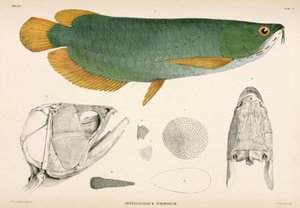 Osteoglossum formosum，印度尼西亚 作者 未知艺术家