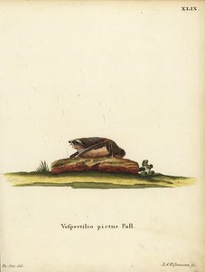 画眉蝠（Kerivoula picta）。Vespertilio pictus Linn.Jakob Andreas Eisenmann 根据 Jacques de Seve 的插图手工绘制的铜版画。 作者 未知艺术家
